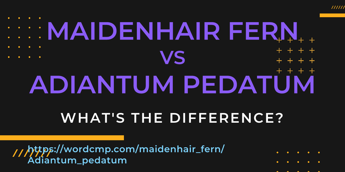 Difference between maidenhair fern and Adiantum pedatum