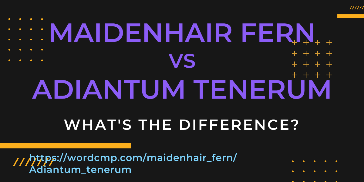 Difference between maidenhair fern and Adiantum tenerum