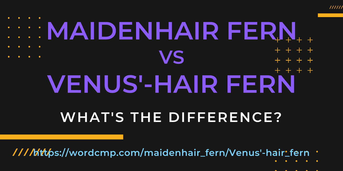 Difference between maidenhair fern and Venus'-hair fern