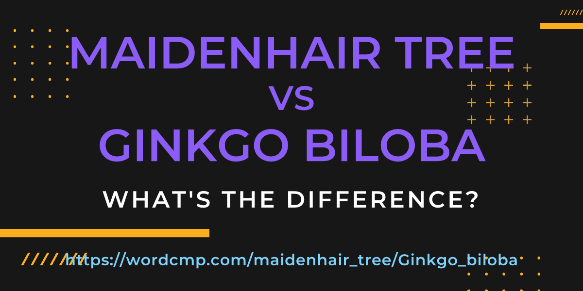 Difference between maidenhair tree and Ginkgo biloba