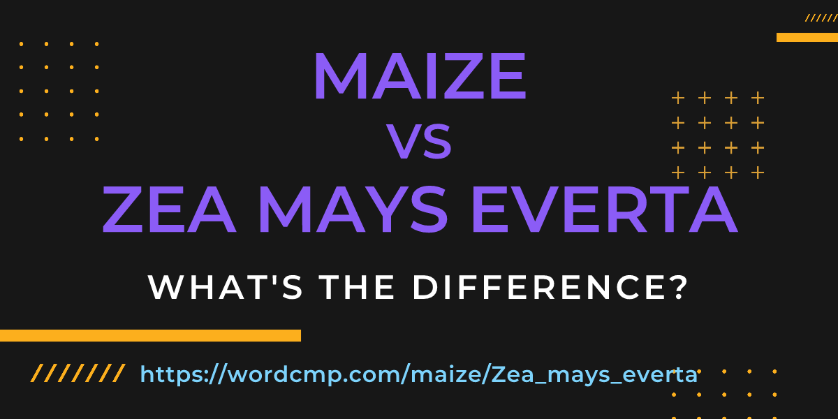Difference between maize and Zea mays everta
