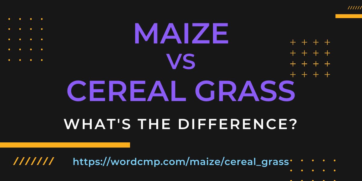Difference between maize and cereal grass
