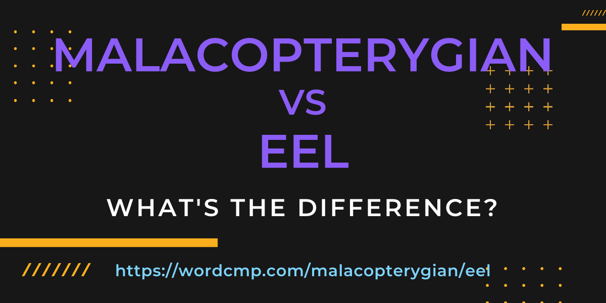 Difference between malacopterygian and eel