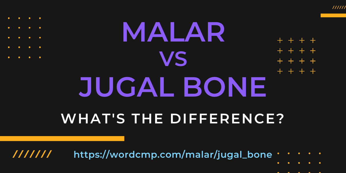 Difference between malar and jugal bone