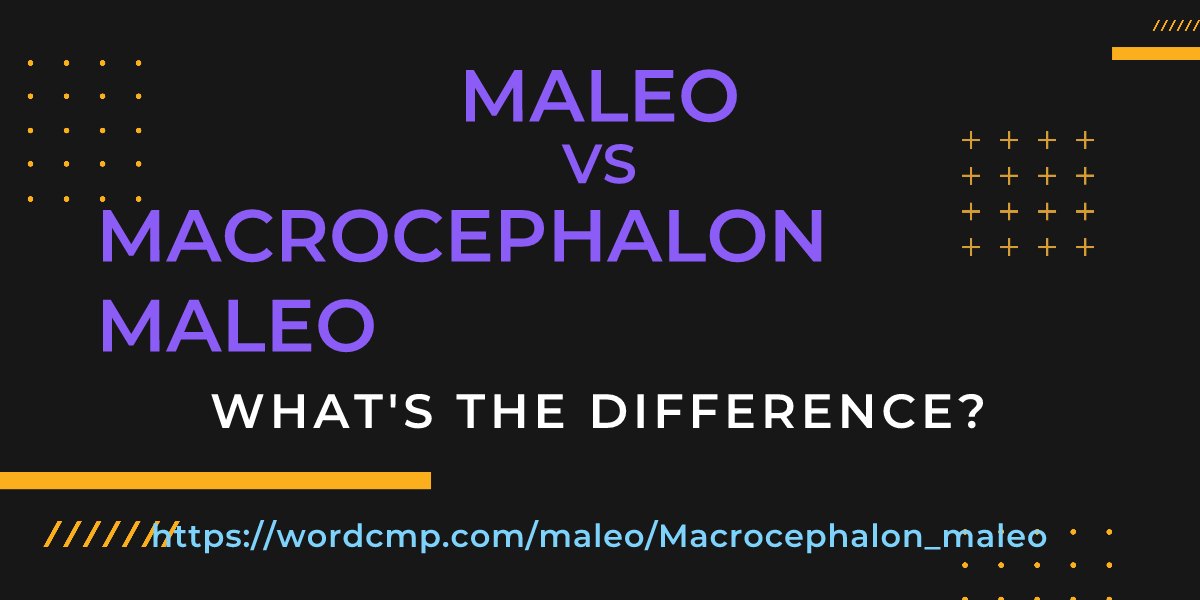 Difference between maleo and Macrocephalon maleo