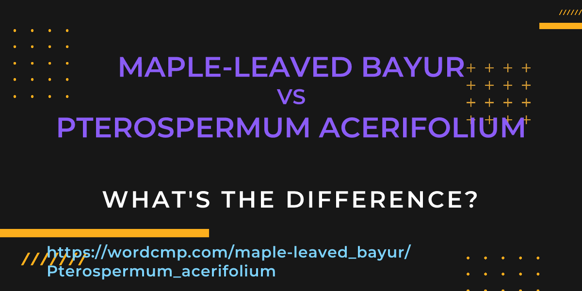 Difference between maple-leaved bayur and Pterospermum acerifolium