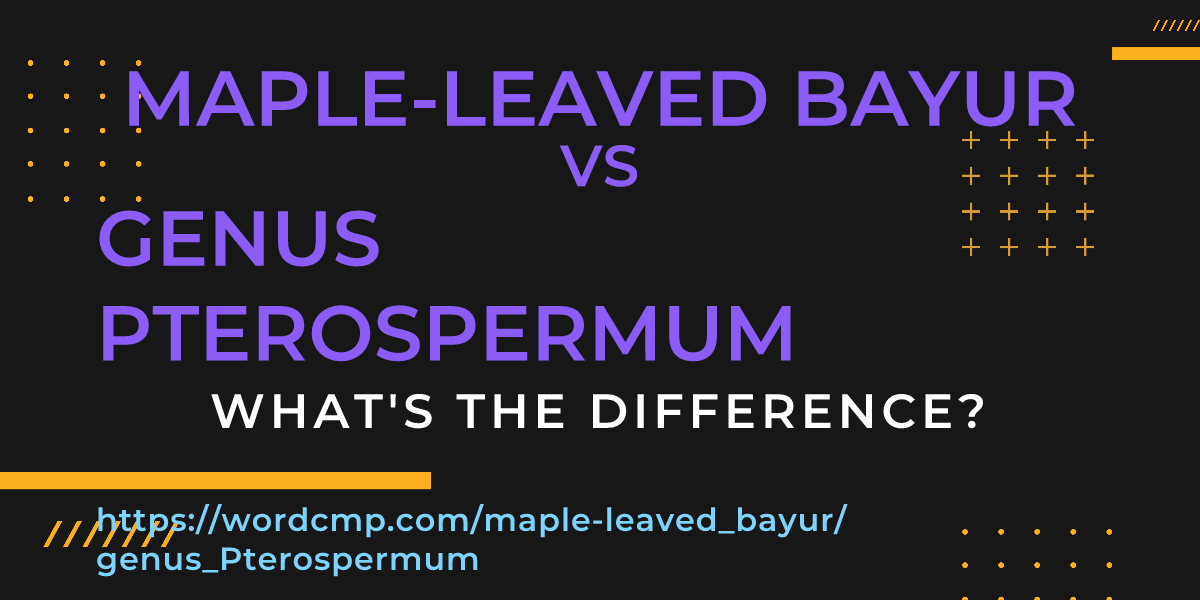 Difference between maple-leaved bayur and genus Pterospermum