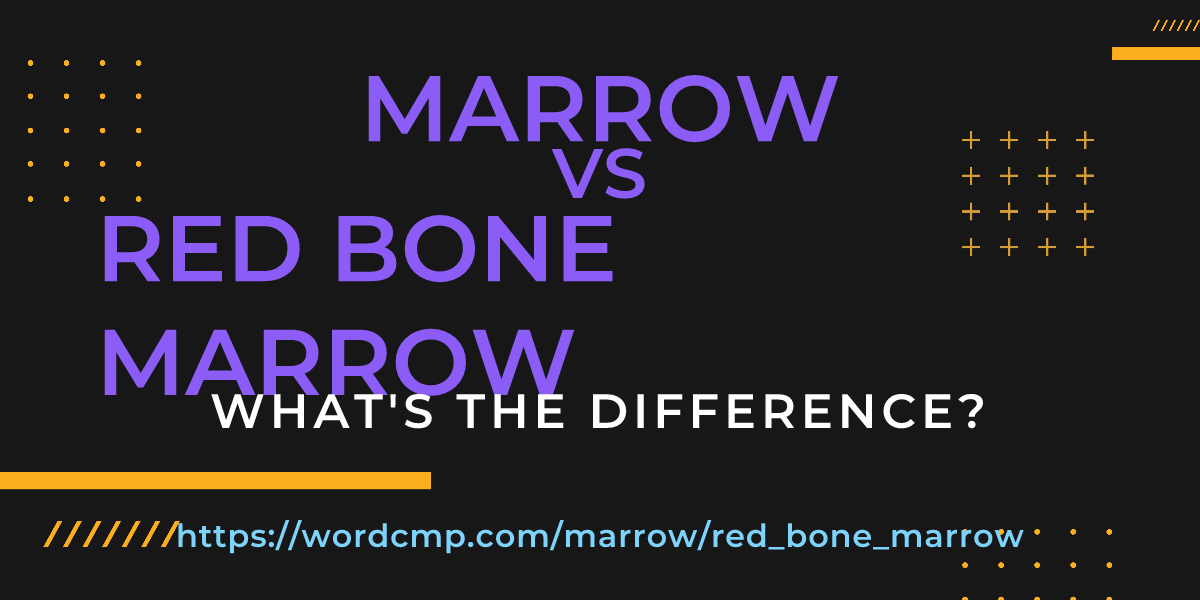 Difference between marrow and red bone marrow