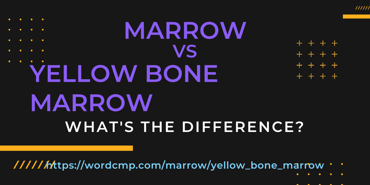 Difference between marrow and yellow bone marrow