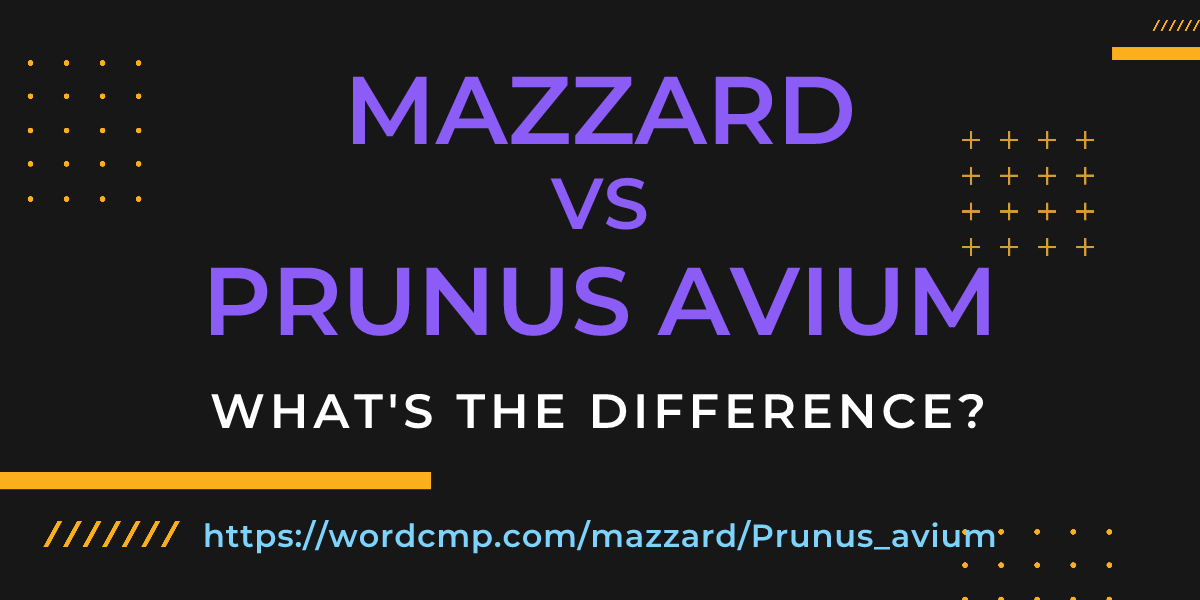 Difference between mazzard and Prunus avium