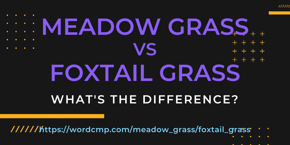 Difference between meadow grass and foxtail grass