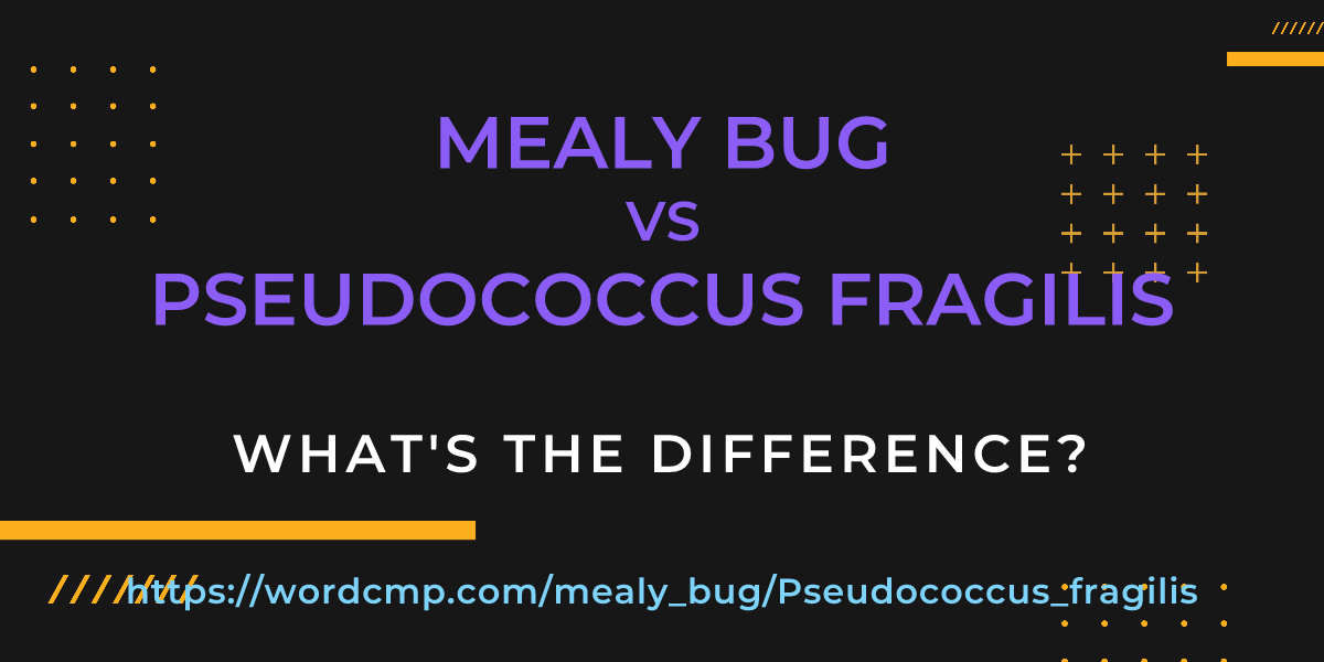 Difference between mealy bug and Pseudococcus fragilis