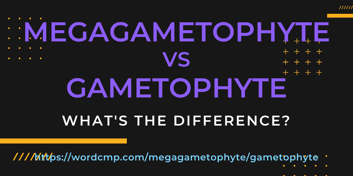 Difference between megagametophyte and gametophyte