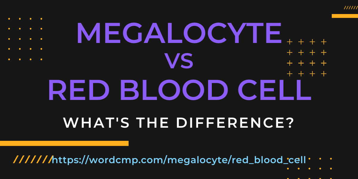 Difference between megalocyte and red blood cell