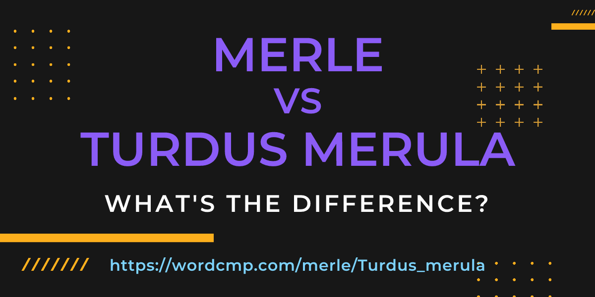 Difference between merle and Turdus merula