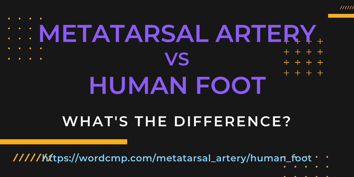 Difference between metatarsal artery and human foot