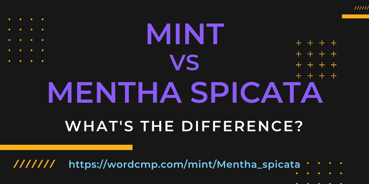 Difference between mint and Mentha spicata