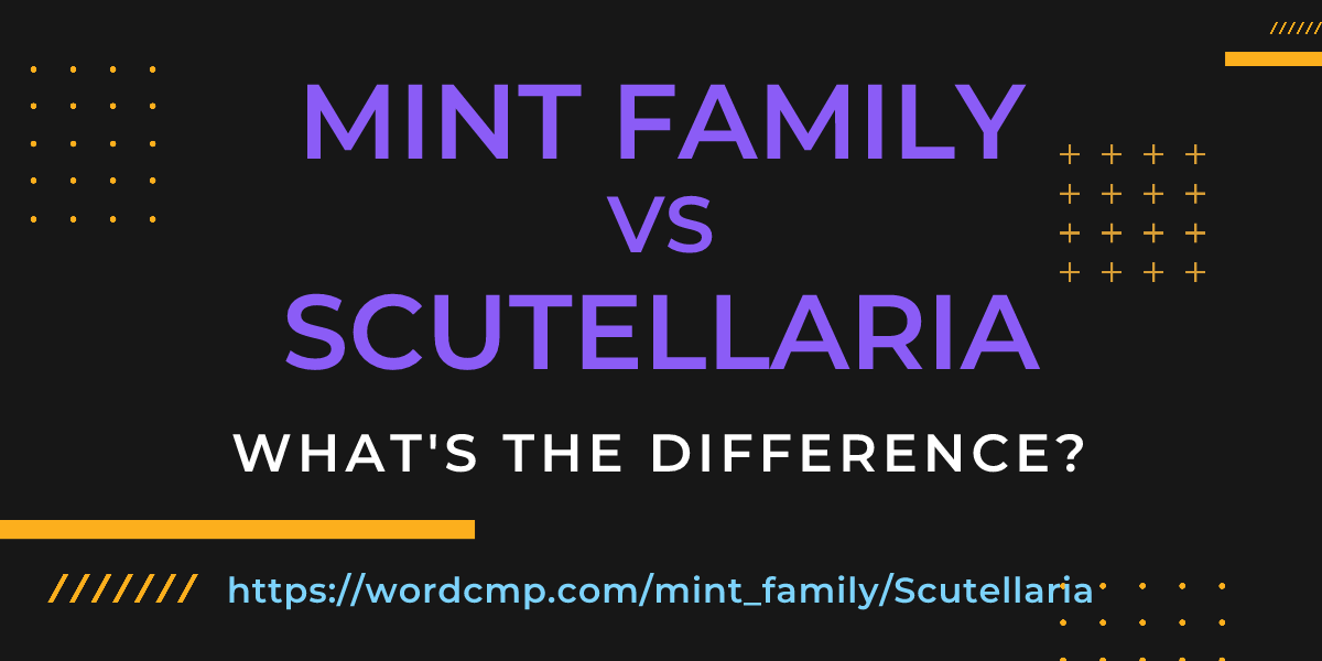Difference between mint family and Scutellaria