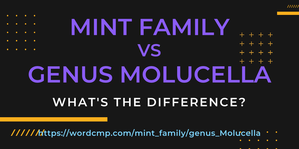 Difference between mint family and genus Molucella