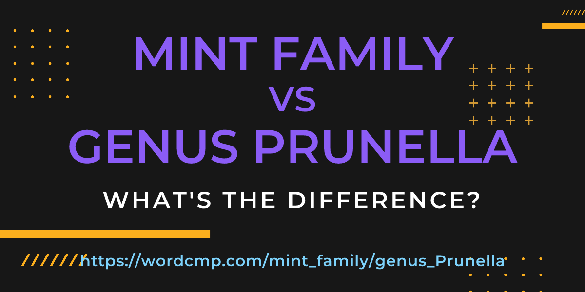 Difference between mint family and genus Prunella