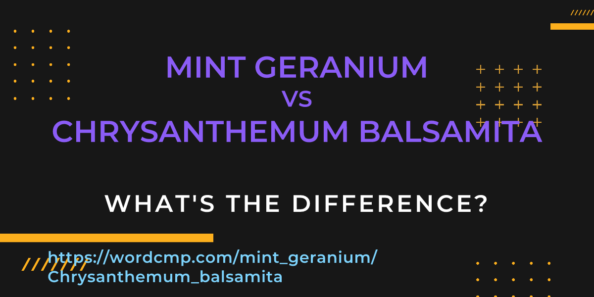 Difference between mint geranium and Chrysanthemum balsamita