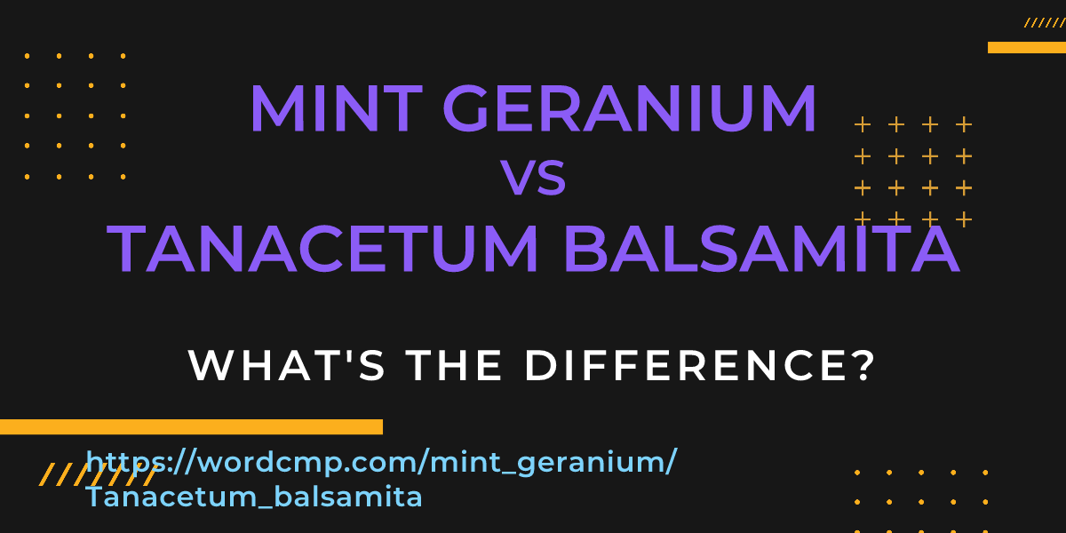 Difference between mint geranium and Tanacetum balsamita