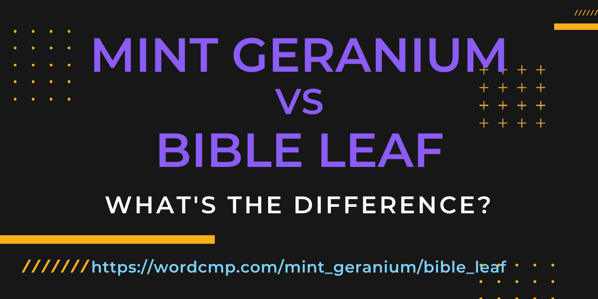 Difference between mint geranium and bible leaf