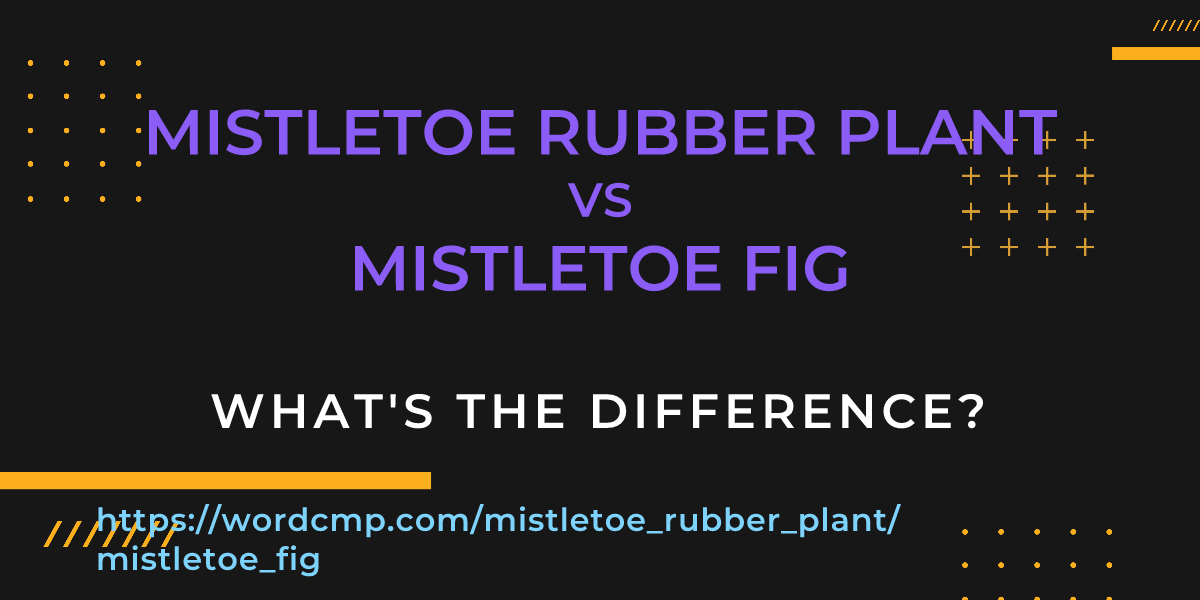 Difference between mistletoe rubber plant and mistletoe fig