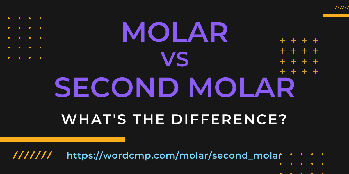 Difference between molar and second molar