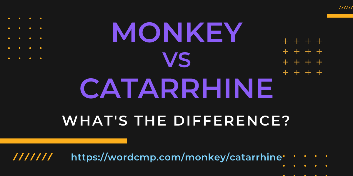 Difference between monkey and catarrhine