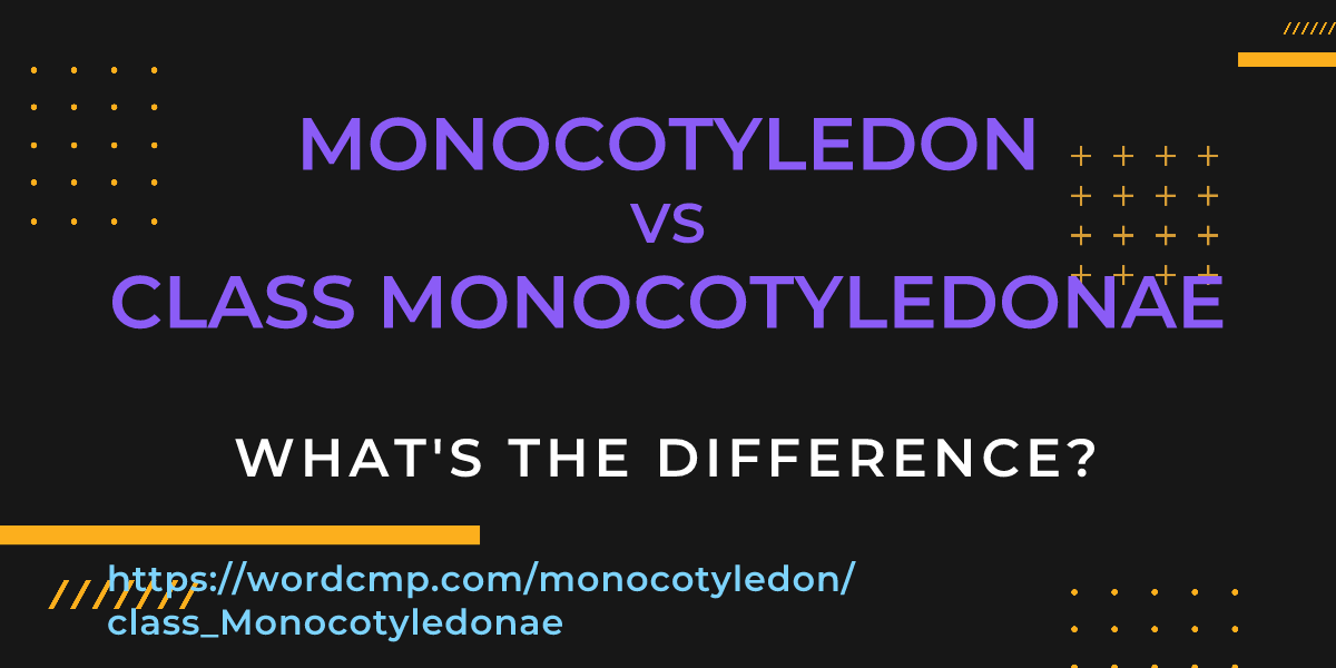 Difference between monocotyledon and class Monocotyledonae