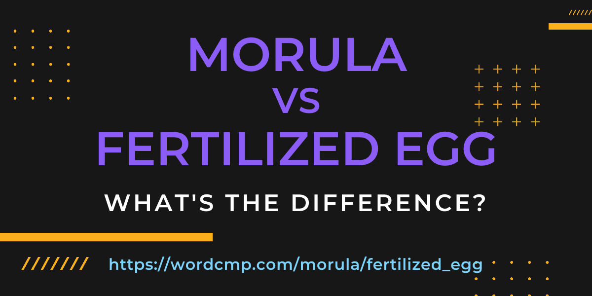 Difference between morula and fertilized egg