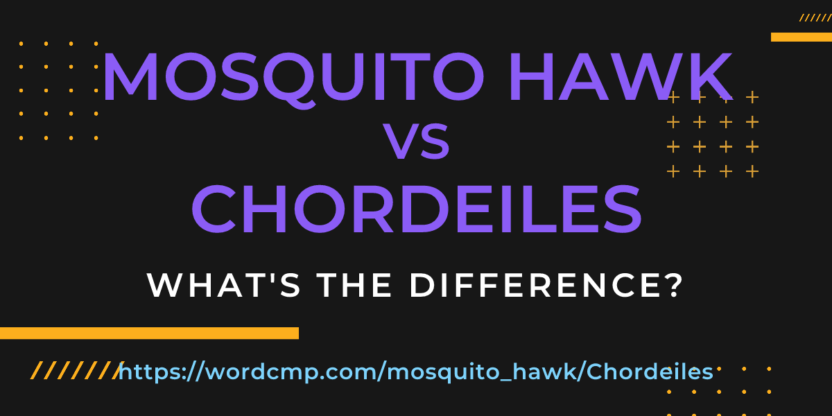 Difference between mosquito hawk and Chordeiles