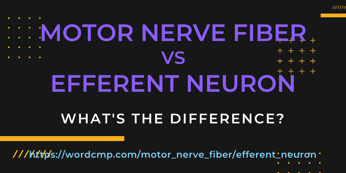 Difference between motor nerve fiber and efferent neuron