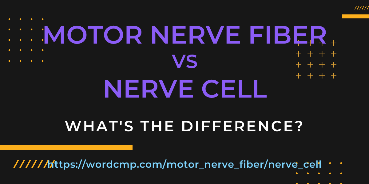 Difference between motor nerve fiber and nerve cell