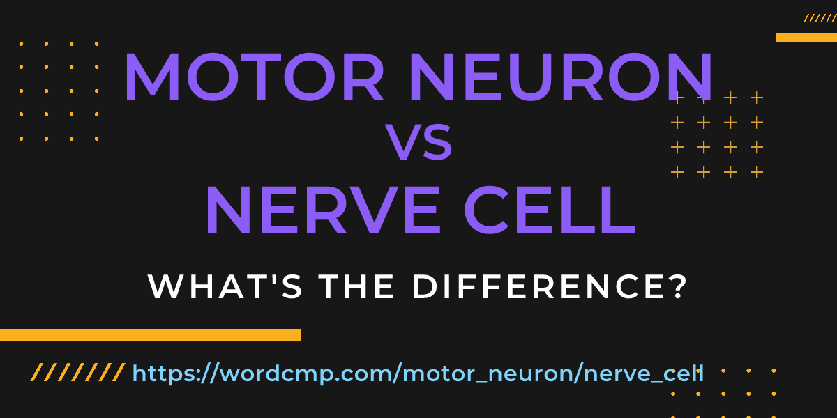 Difference between motor neuron and nerve cell
