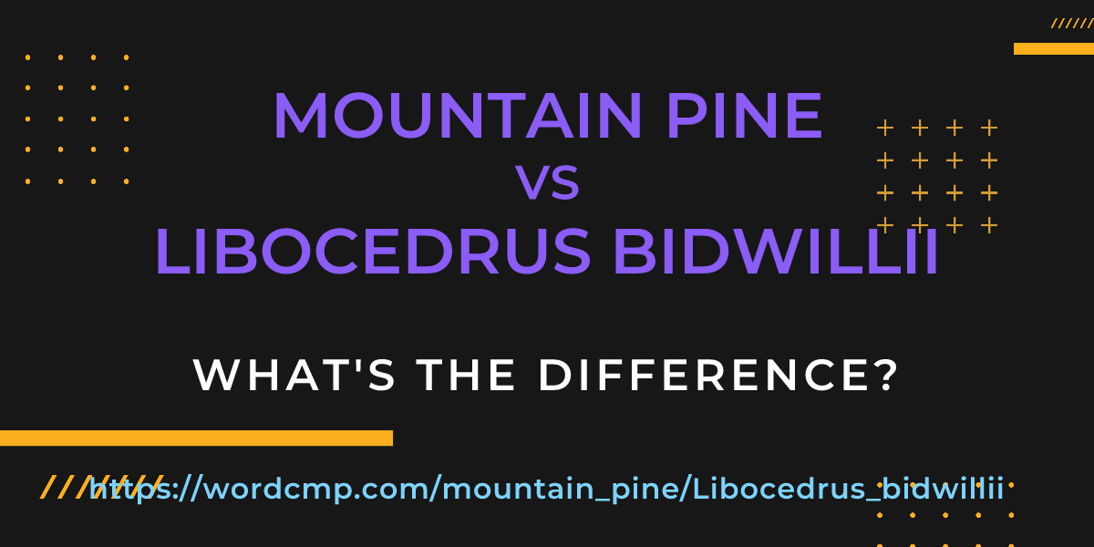 Difference between mountain pine and Libocedrus bidwillii