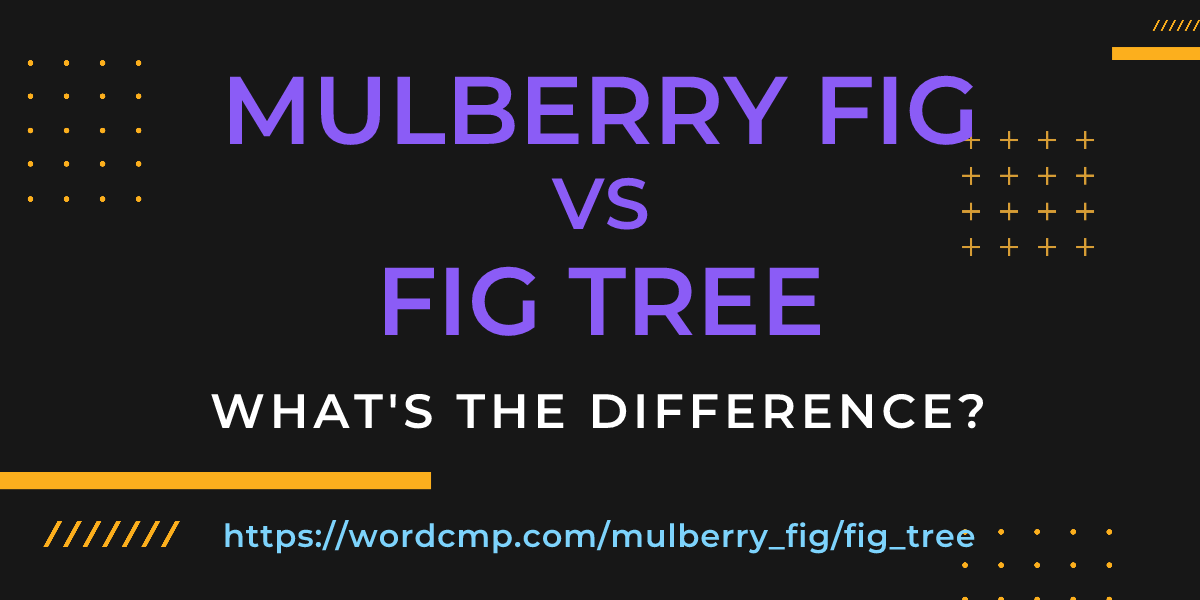 Difference between mulberry fig and fig tree