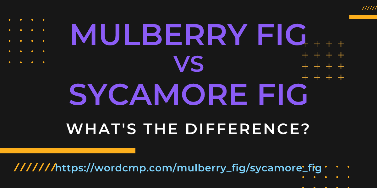 Difference between mulberry fig and sycamore fig