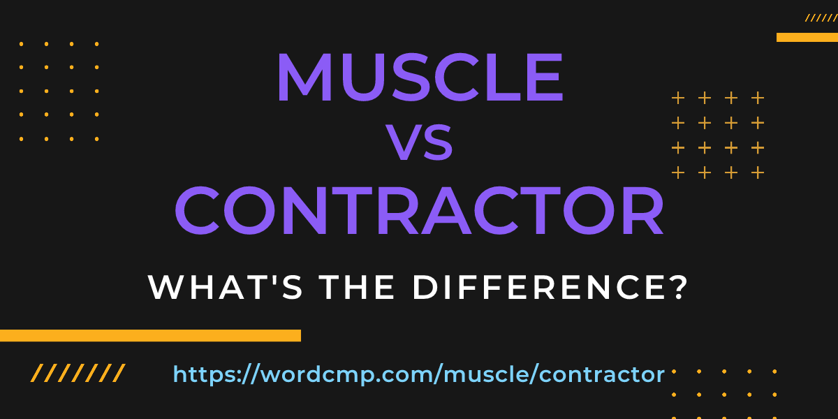 Difference between muscle and contractor