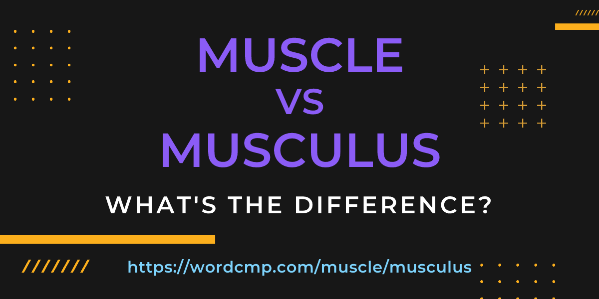 Difference between muscle and musculus