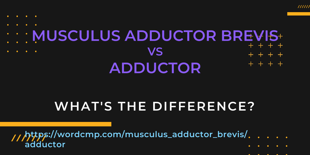 Difference between musculus adductor brevis and adductor