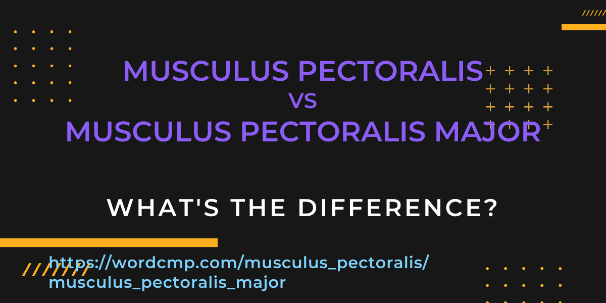 Difference between musculus pectoralis and musculus pectoralis major