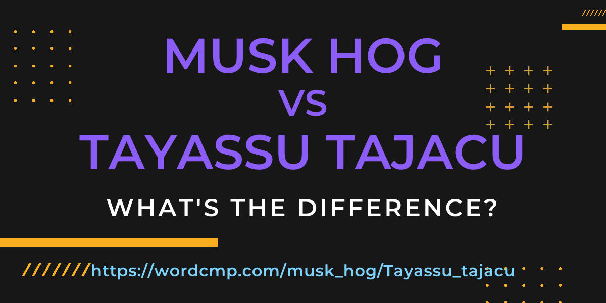 Difference between musk hog and Tayassu tajacu