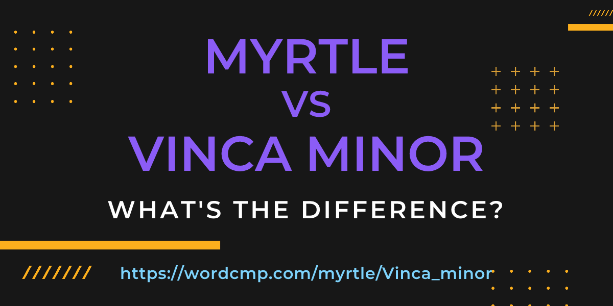 Difference between myrtle and Vinca minor
