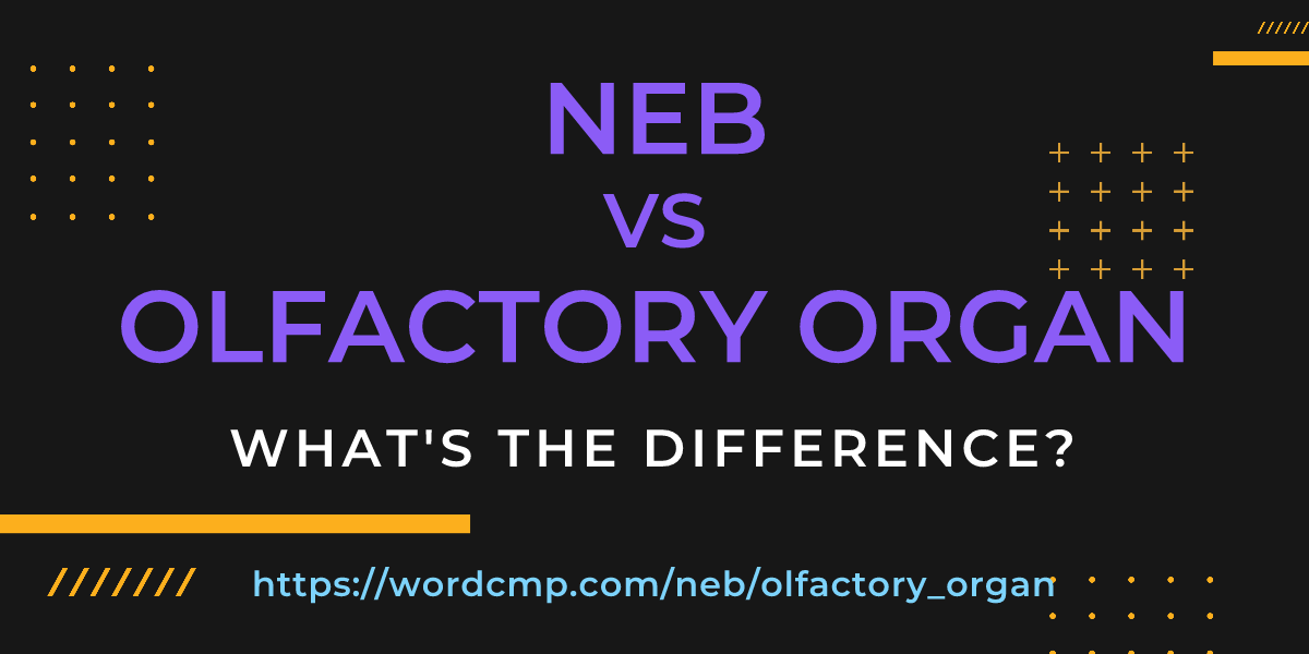 Difference between neb and olfactory organ