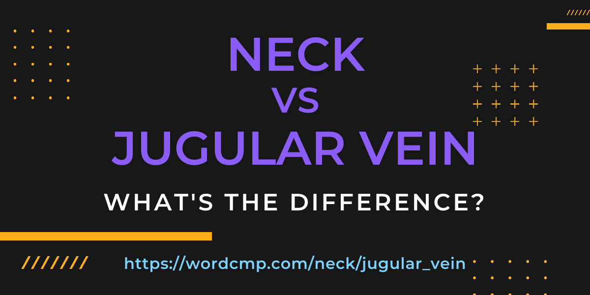Difference between neck and jugular vein