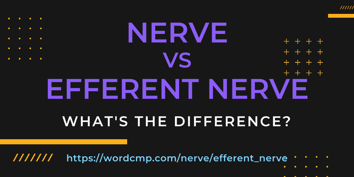Difference between nerve and efferent nerve