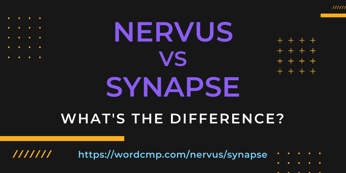 Difference between nervus and synapse