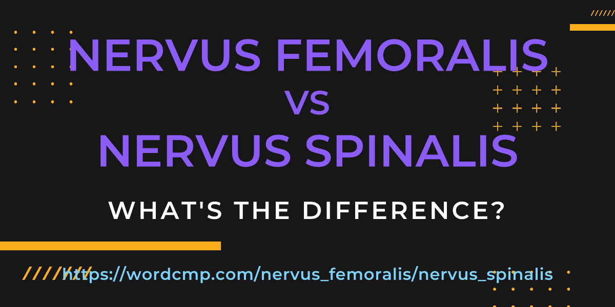 Difference between nervus femoralis and nervus spinalis